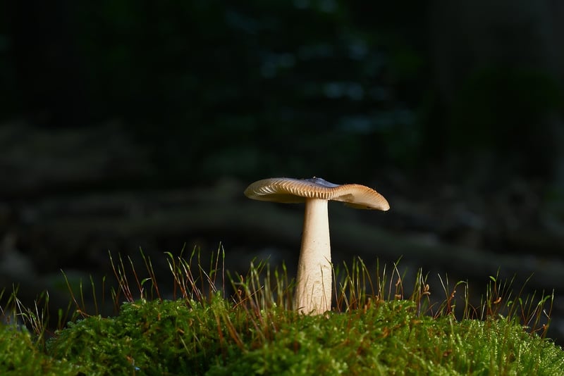 Forest Expedition