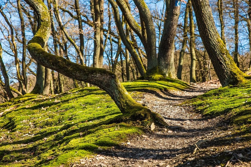 Pacific Crest Trail